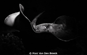 black and white ray by Marc Van Den Broeck 